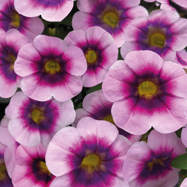 Calibrachoa hybrida 'Illusion'