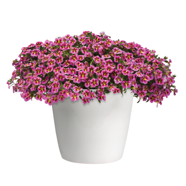 Calibrachoa hybrida 'Minifamous Neo Pink Hawaii'
