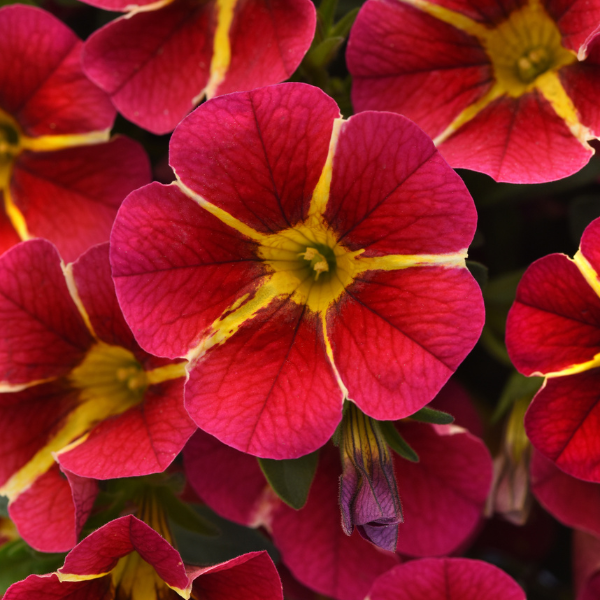 Calibrachoa hybrida 'Minifamous Neo Red Hawaii'