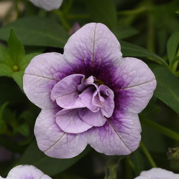Calibrachoa hybrida 'Minifamous Neo Double Plumtastic'
