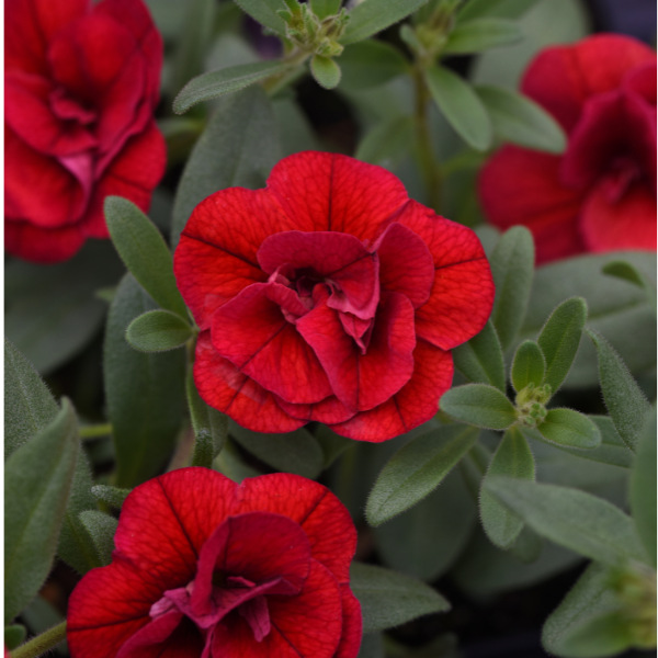 Calibrachoa hybrida 'Minifamous Neo Double Red'