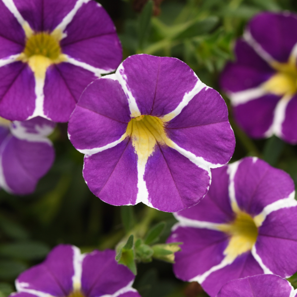Calibrachoa hybrida 'Minifamous Uno Blue Star'