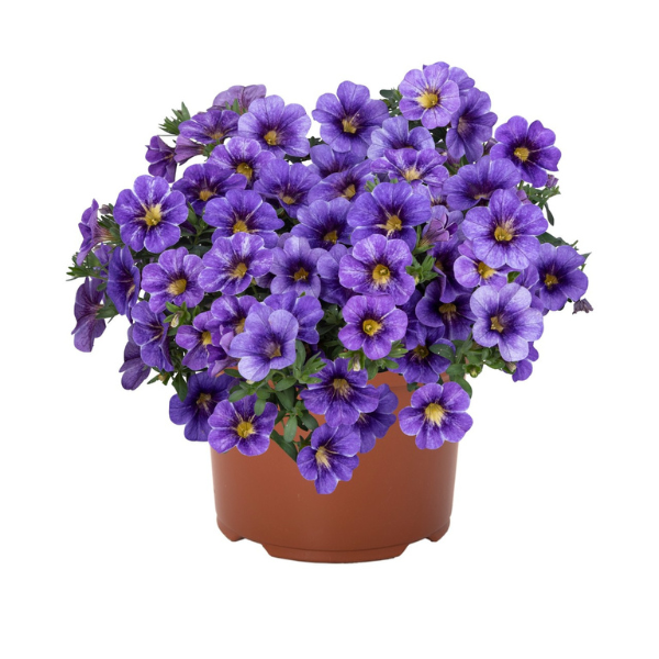 Calibrachoa hybrida 'Rainbow Bermuda Blue'