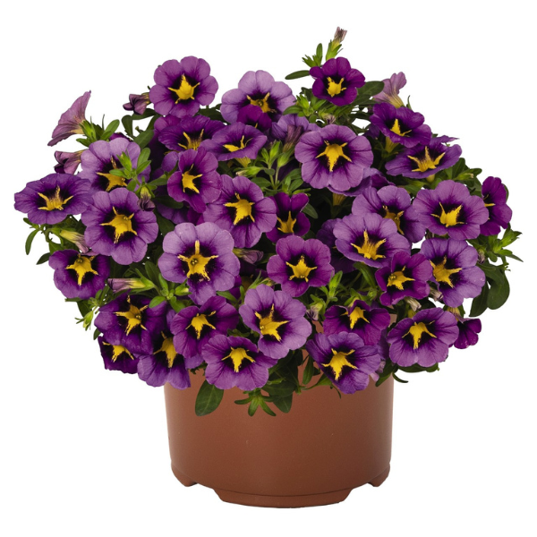 Calibrachoa hybrida 'TikTok Blue 2023'