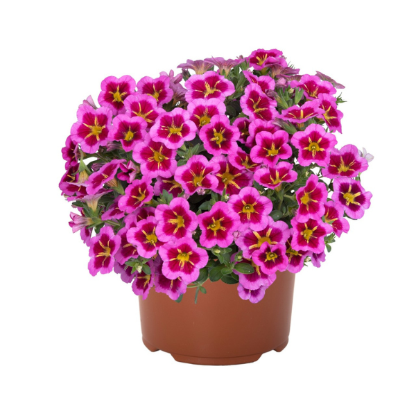 Calibrachoa hybrida 'TikTok Rose'