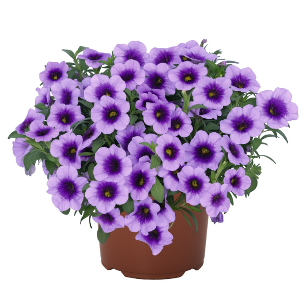 Calibrachoa Hybrida 'Aloha Kona Hula Blue Sky'