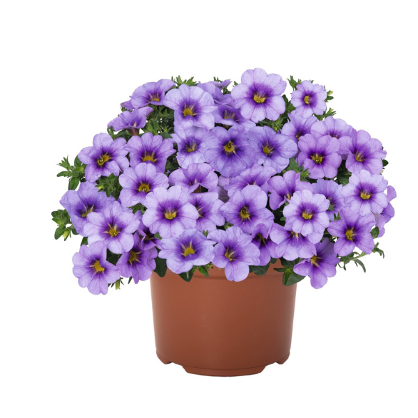 Calibrachoa Hybrida 'Bloomtastic Blue Sky'