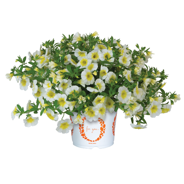 Calibrachoa Hybrida 'Bloomtastic Sunshine'