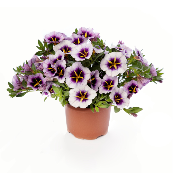 Calibrachoa hybrida 'Callie Blueberry Spark'