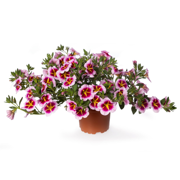 Calibrachoa hybrida 'Callie Strawberry Spark'