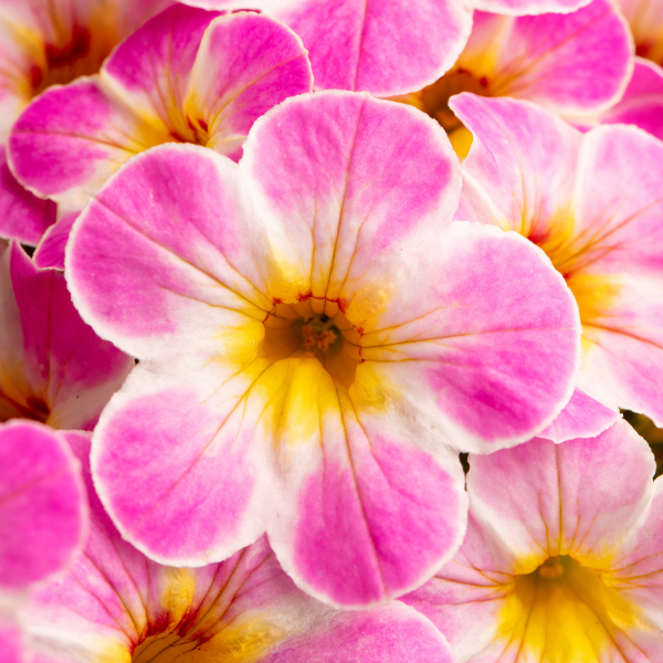 Calibrachoa hybrida 'Chameleon Lemon Frose'