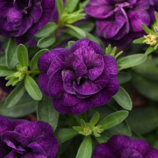 Calibrachoa hybrida 'Minifamous Double Evo Blue'
