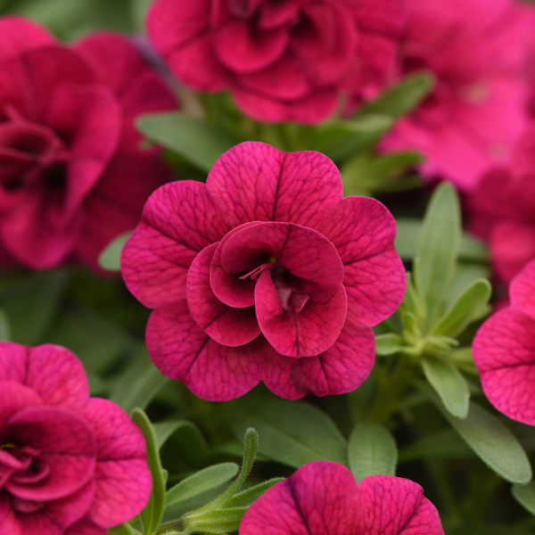 Calibrachoa hybrida 'Minifamous Double Evo Magenta'