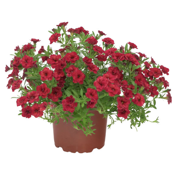 Calibrachoa hybrida 'Minifamous Double Evo Red'