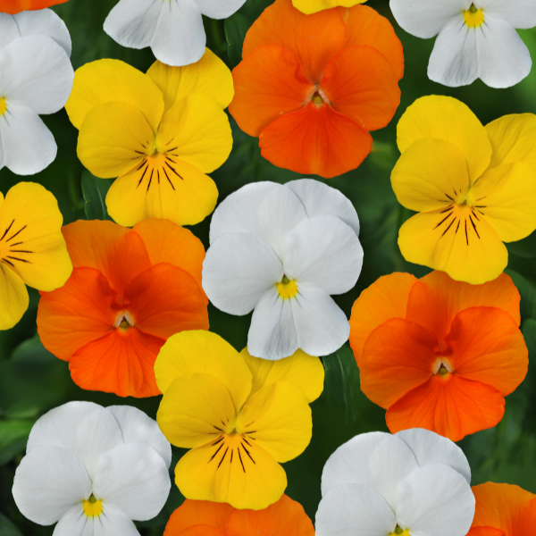 Viola cornuta 'Sorbet Citrus Mix'