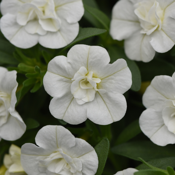 Calibrachoa hybrida 'Minifamous Double Evo White'