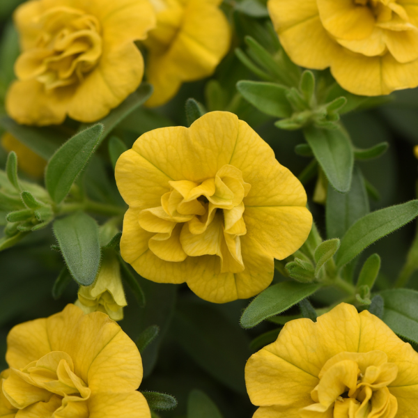 Calibrachoa hybrida 'Minifamous Double Evo Yellow'