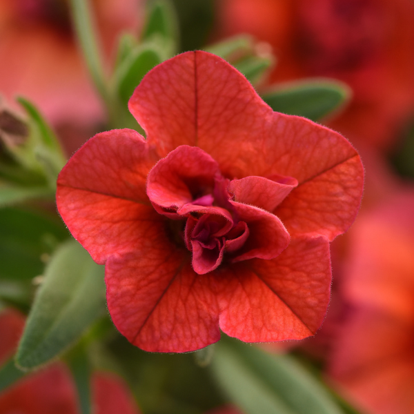 Calibrachoa hybrida 'Minifamous Uno Double Orange'