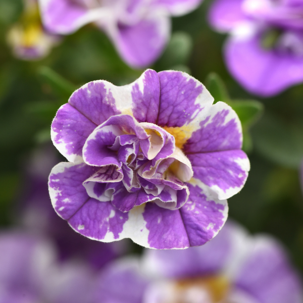 Calibrachoa hybrida 'Minifamous Uno Funtopia Blue'