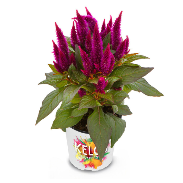 Celosia plumosa 'Kelos Atomic Deep Purple'