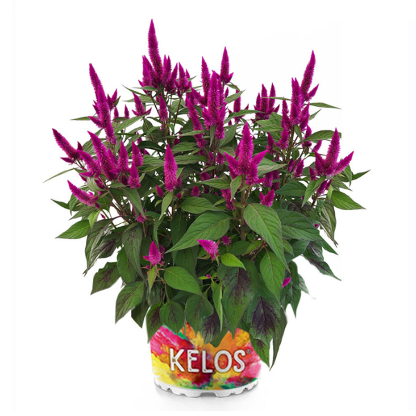 Celosia plumosa 'Kelos Atomic Rocket Purple'