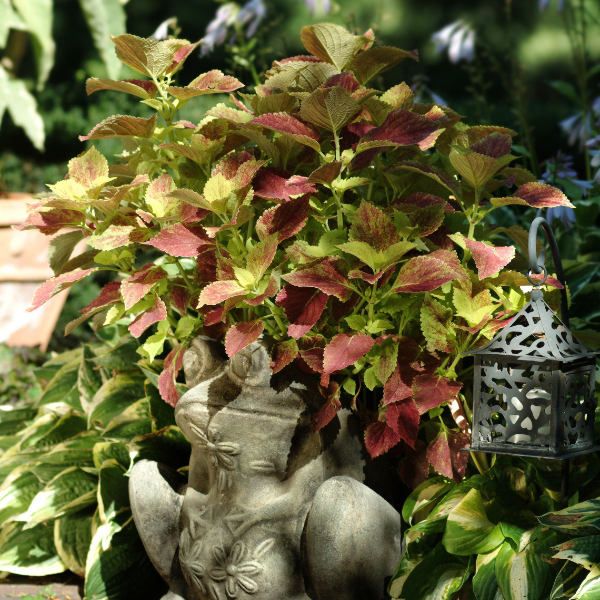 Coleus scutellarioides 'Alabama'