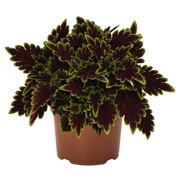 Coleus scutellarioides 'Main Street Bourbon Street'