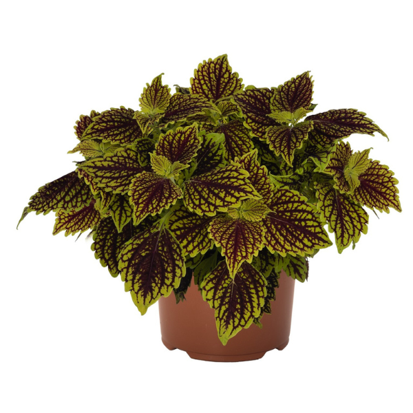 Coleus scutellarioides 'Main Street Venice Boulevard'