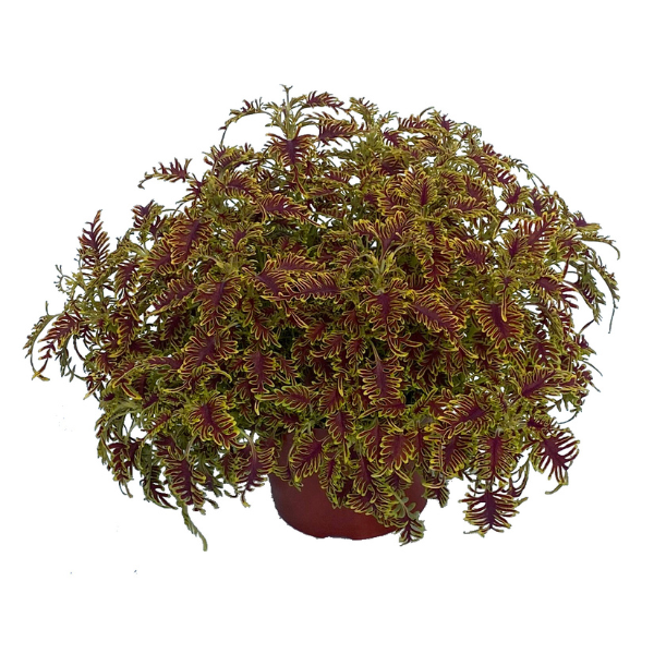 Coleus scutellarioides 'Skeletal'
