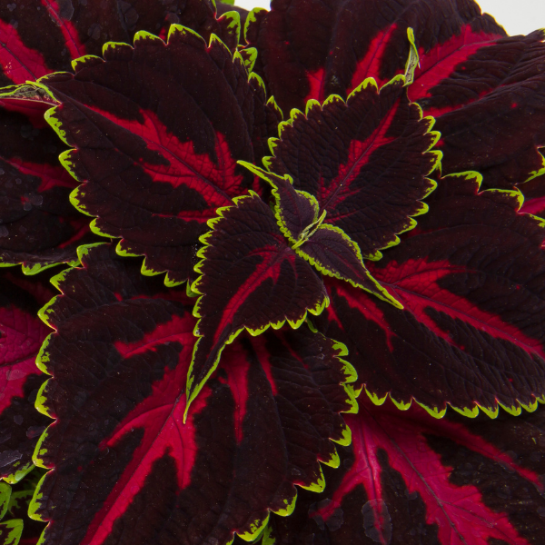 Coleus scutellarioides 'Talavera Pink Tricolor'