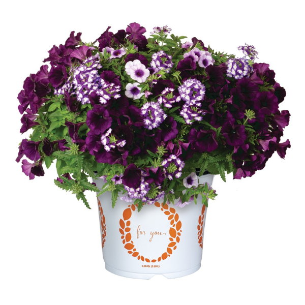 Confetti Garden 'Blue Skies'