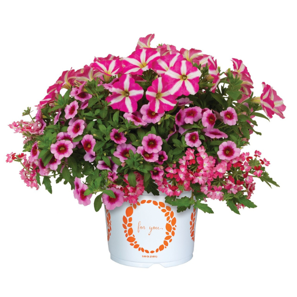 Confetti Garden 'Hello, Barbie! 26'