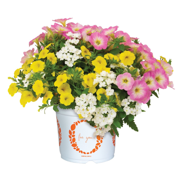 Confetti Garden 'Lover's Point Beach'