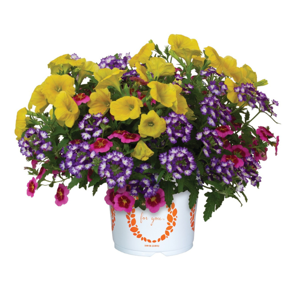 Confetti Garden 'Pacific Witch 26'