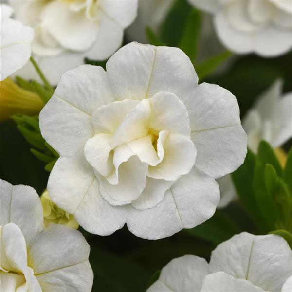 Calibrachoa hybrida 'Minifamous Neo Double White'