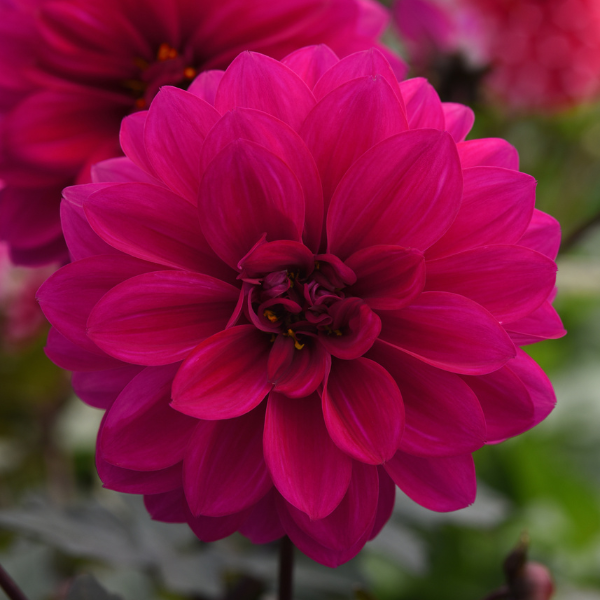 Dahlia hybrida 'City Lights Neon'