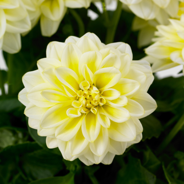 Dahlia pinnata 'Dahlietta Shirley'