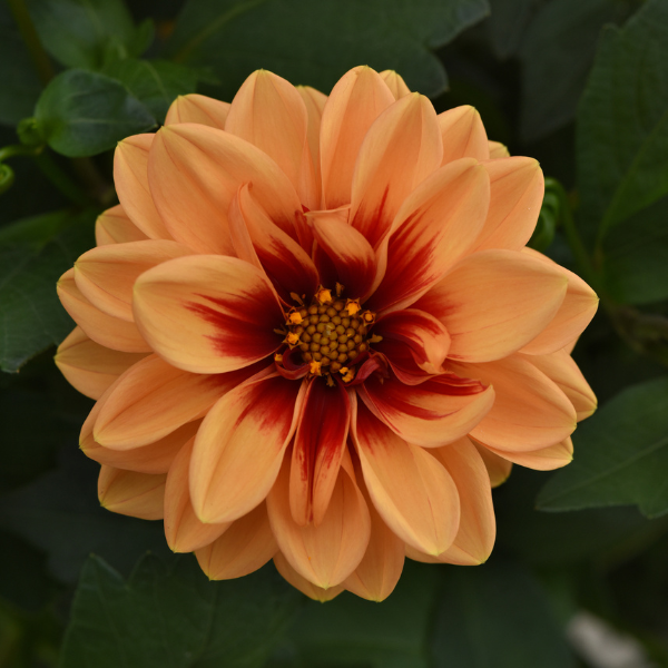 Dahlia hybrida 'Dalaya Apricot and Red Eye'