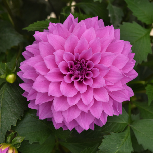 Dahlia hybrida 'Dalaya Lavender'