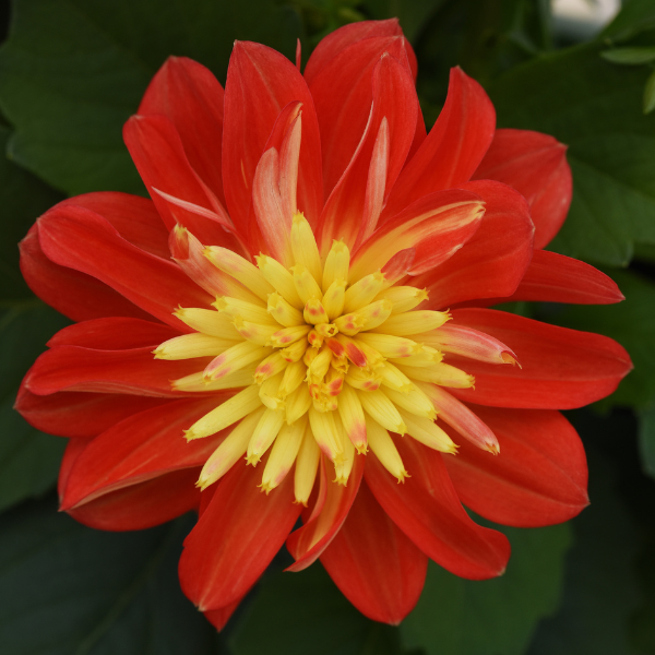 Dahlia hybrida 'Dalaya Fireball'
