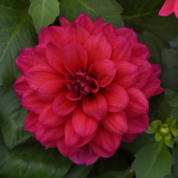 Dahlia hybrida 'Dalaya Raspberry'