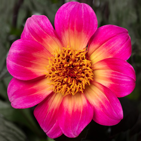 Dahlia hybrida 'Happy Days Fuchsia Halo'