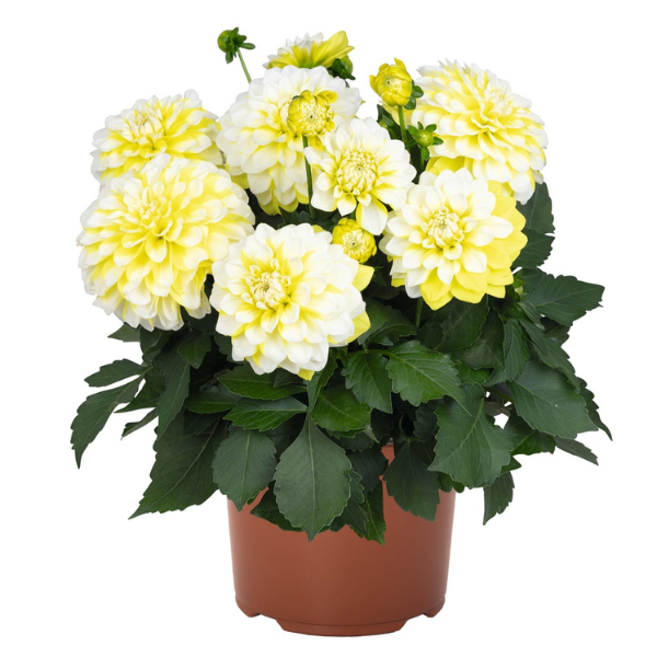 Dahlia hybrida 'Hypnotica Lemon Swirl'