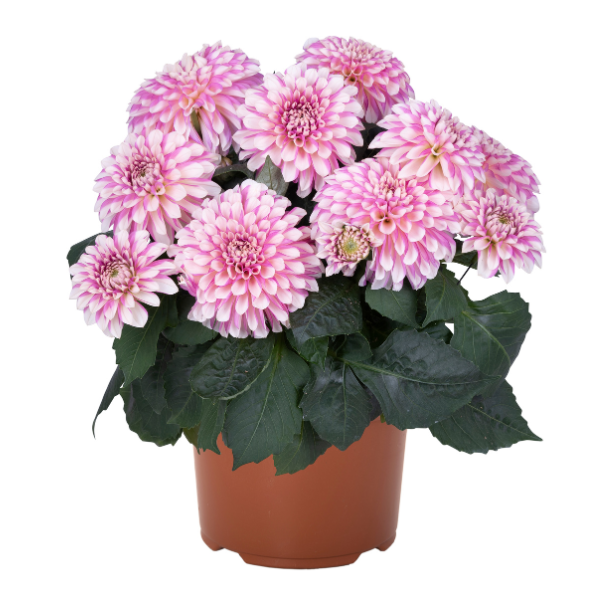 Dahlia hybrida 'Hypnotica Rose Swirl'