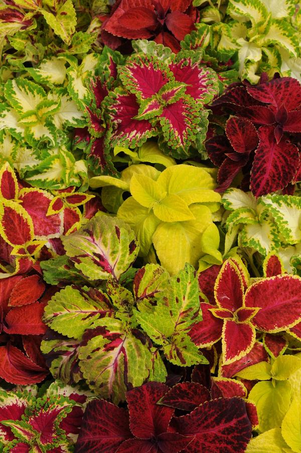 Coleus scutellarioides 'Wizard Mix'