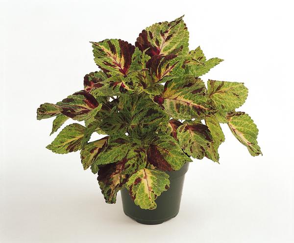 Coleus scutellarioides 'Wizard Mosaic'