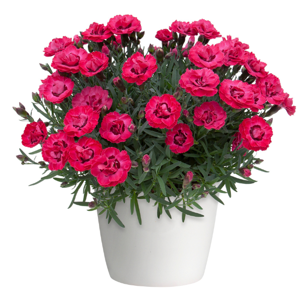 Dianthus cultivars 'Early Love'