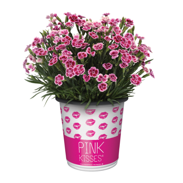 Dianthus cultivars 'Pink Kisses'