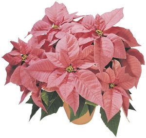 Poinsettia euphorbia pulcherrima 'Maren'