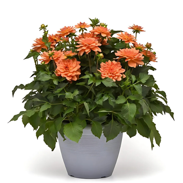 Dahlia hybrida 'Venti Mango'